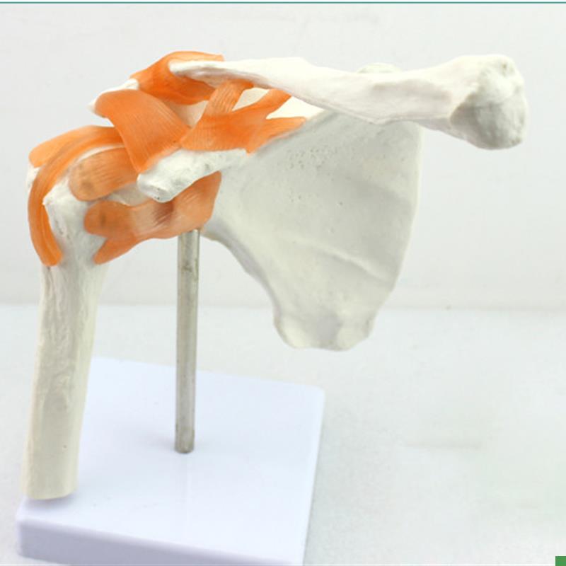 ENOVOc颐诺人体肩关节模型盂肱关节锁骨肩关节镜手术演示体育运