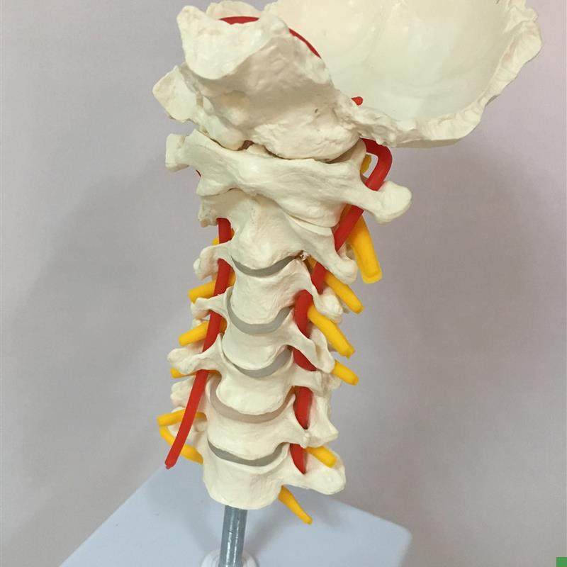 可弯曲颈椎带枕骨