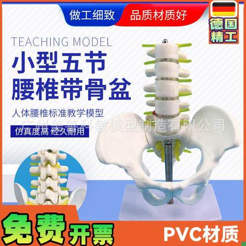 正品小型骨盆带五节腰椎模型D脊柱模型骨科模型人体骨骼