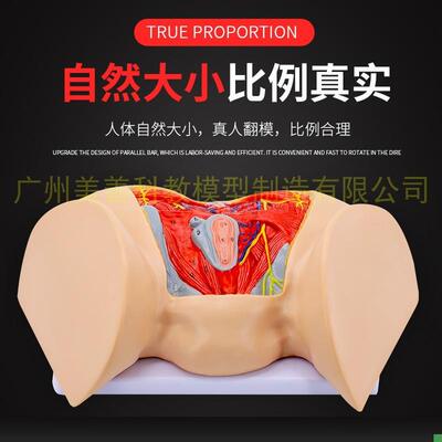 女性会阴模型尿生殖三角u肛门生殖系统模型女性盆底肌肉神经