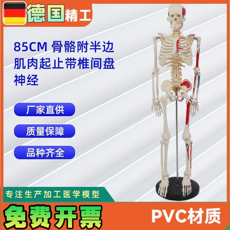 85CM附半边肌肉起止带椎间盘C神经骨骼模型人体骨骼教学模型