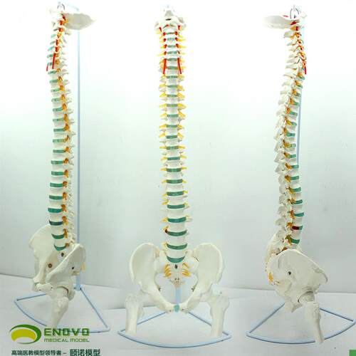 颐诺正品医用人体脊柱模型脊椎骨盆E颈椎胸椎腰椎整骨科骨骼模型