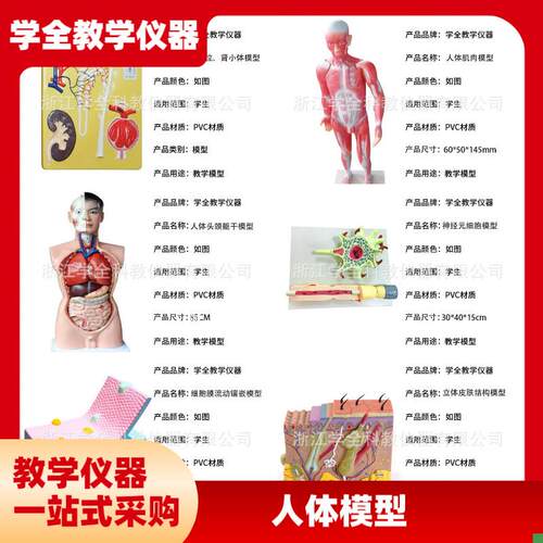 人体模型生物模型初高中生物实验器材中学生P物教学教学模型展示