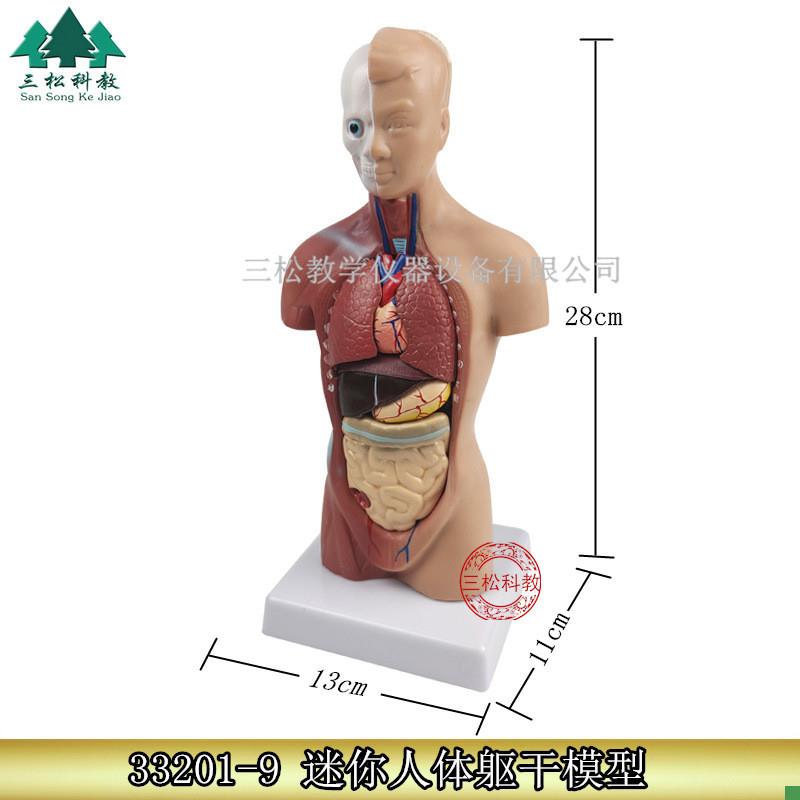 28CM躯干模型人体躯干带1y5件内脏背解人体标本模型医学教学