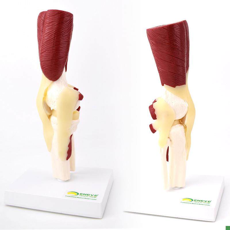 ENOVO颐诺t人体膝关节肌肉群模型,文具电教/文化用品/商务用品,教学仪器/实验器材,淘宝优惠券,粉丝福利购,淘宝优惠卷
