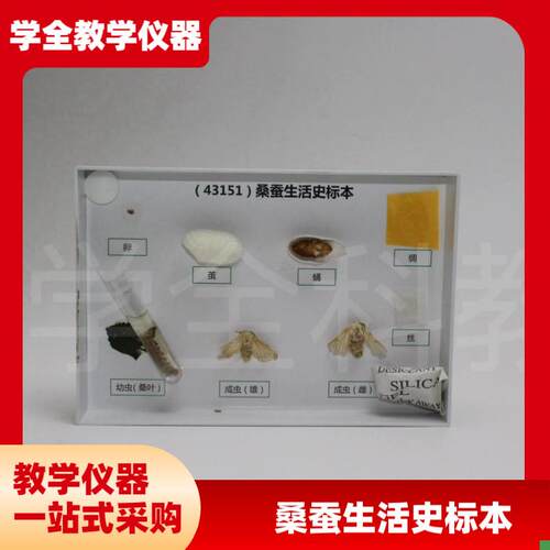 厂家直销蚕宝宝的一生标本桑蚕z生命周期蚕蛹蚕蛾蚕茧试管标本蚕