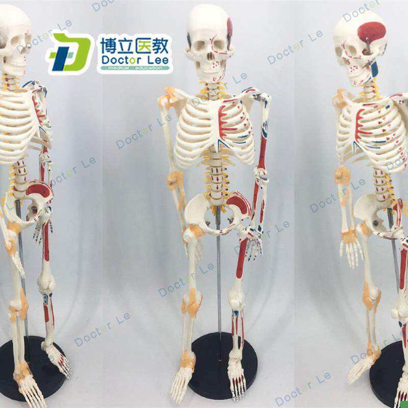 85cm人体骨骼j模型可活动骨架标肌肉解剖脊椎骷髅小针刀正骨针灸