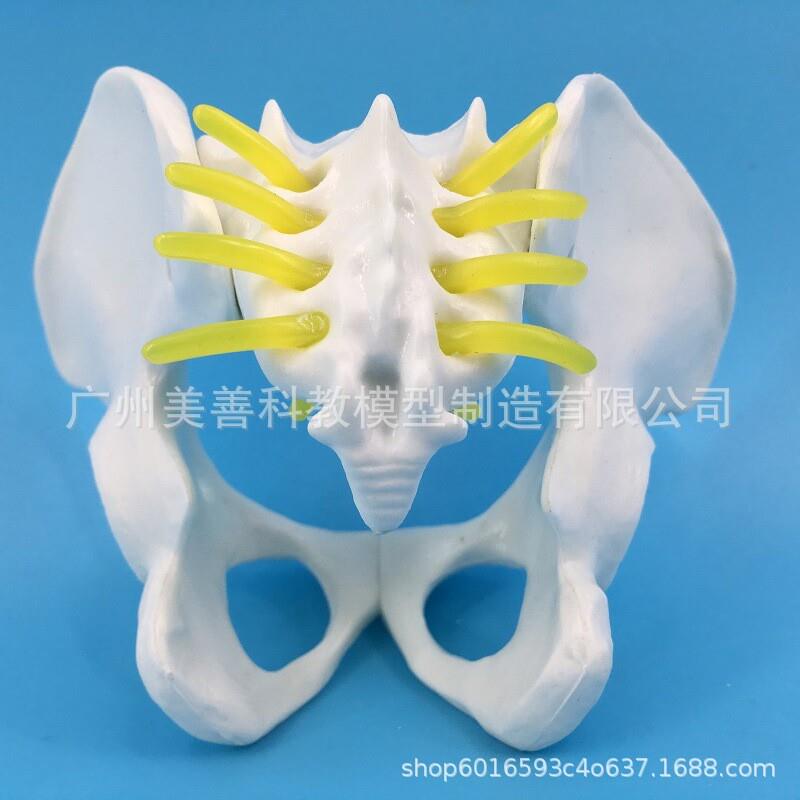 小型女性骨盆妇科m检查模型骨盆标本骨盆演示模型女性盆骨模型