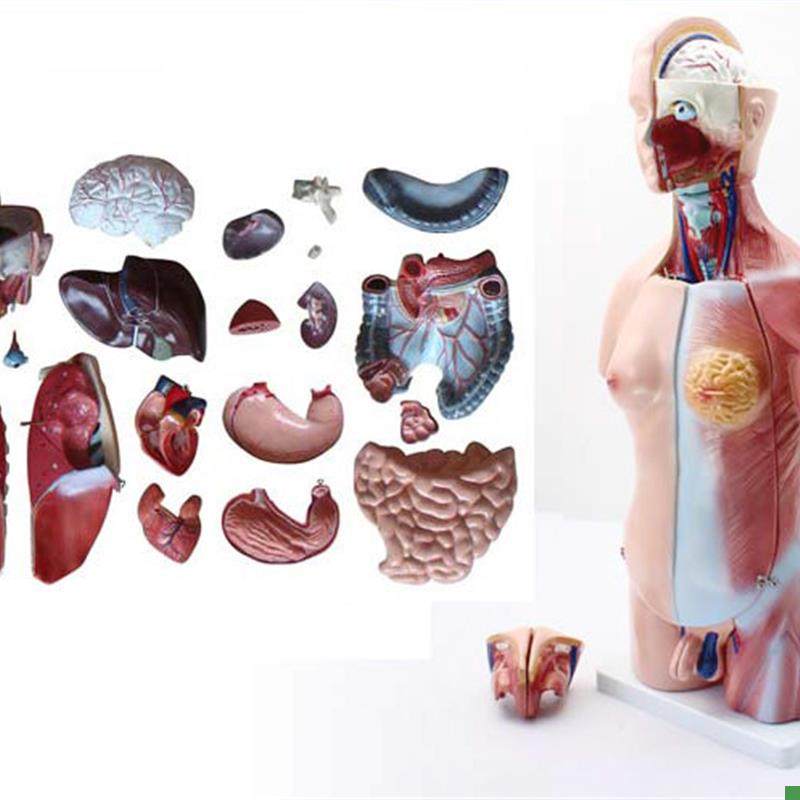 ENOVO颐诺g45CM两性躯干模型人体内脏器官解剖结构模型人体解剖中,文具电教/文化用品/商务用品,教学标本/模型,淘宝优惠券,粉丝福利购,淘宝优惠卷