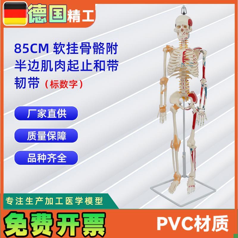 85CM软e挂骨骼合集人体骨骼模型教学器材用具
