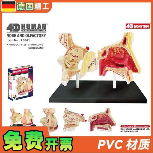 德国】4DMASTER鼻腔解剖模型DIY拼装科普Q玩具人体器官教学道具