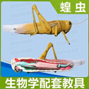 蝗虫模型拆卸蚂蚱生物课使用高中E试验器材儿童仿真动物昆虫摆件