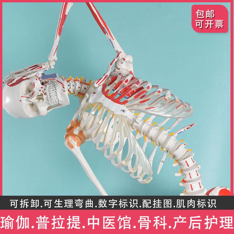盼夕人体骨骼模型脊柱弯曲拆卸骷髅全身骨架教学美术培Z训瑜伽保