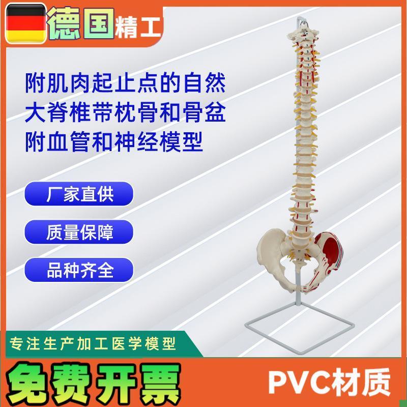 附肌肉起止点自然大脊椎带枕骨和骨盆附T血管和神经模型