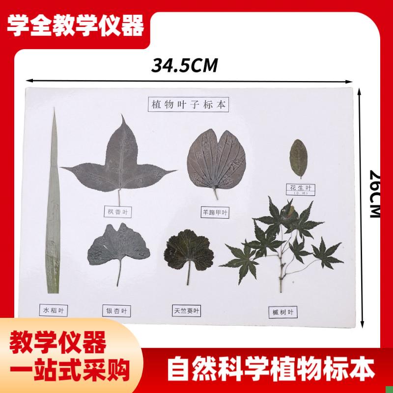 厂家直供植物花类标本自然科学植物草本种子花卉U标本高初中教学