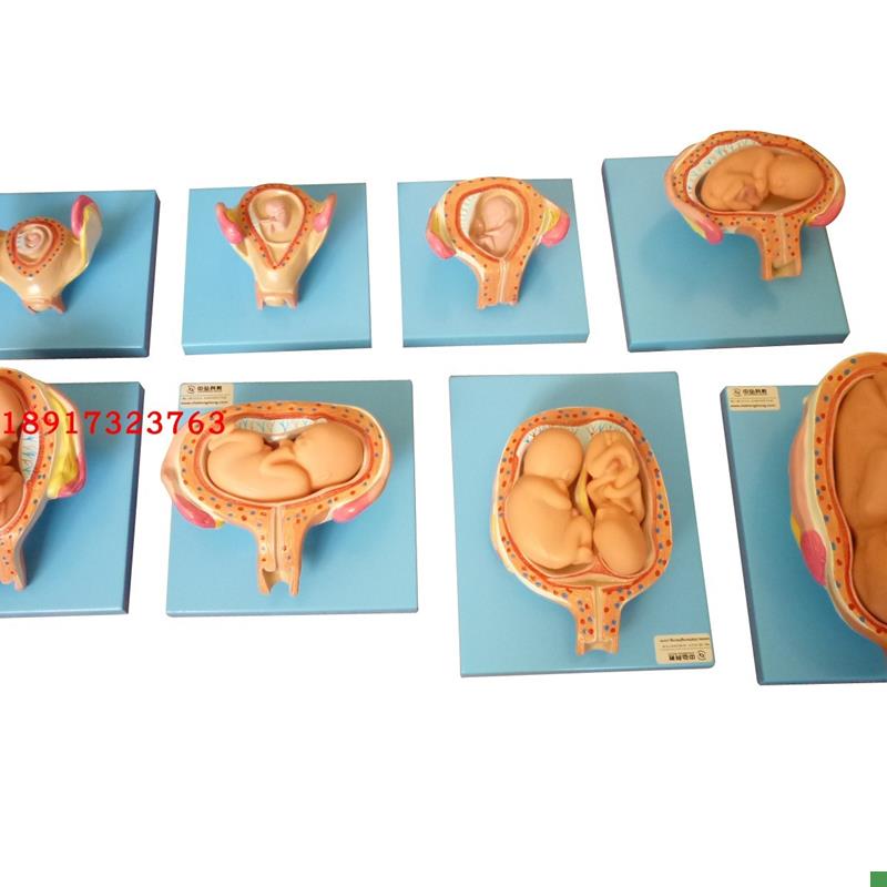 高级妊娠胚胎发育过程模型子宫胎儿发K育教学胎儿发育过程模型
