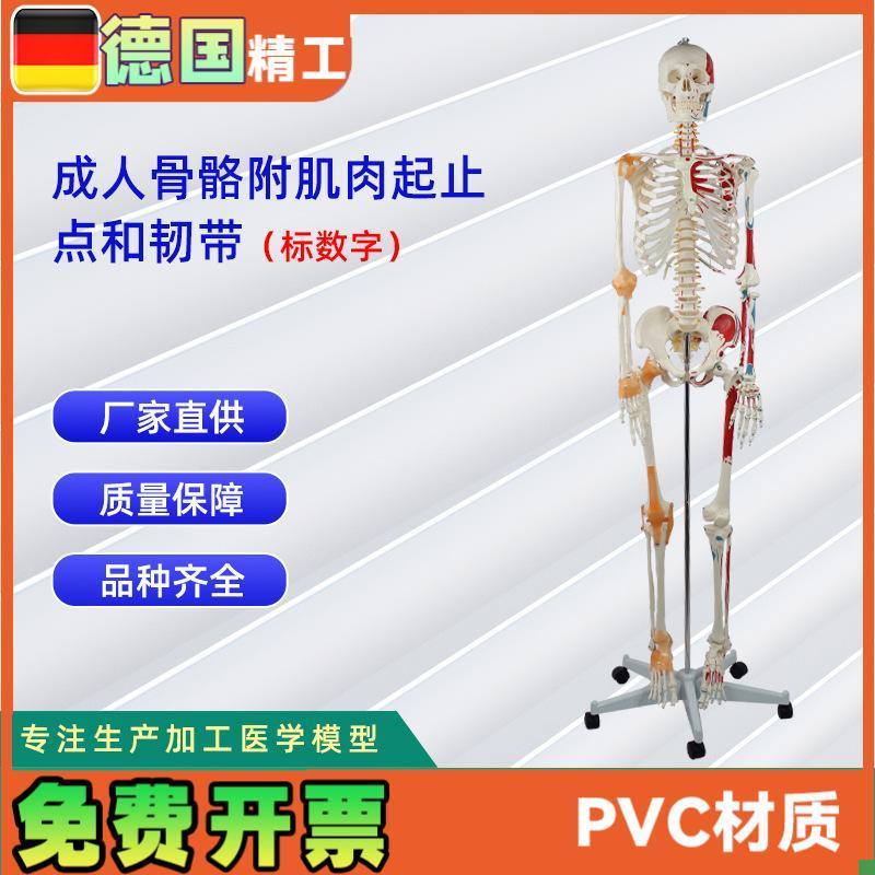 成人人体医学骨骼1n76CM附半身肌肉起止点加半身韧带骨骼标数字
