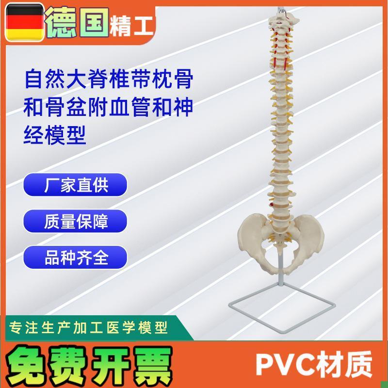 自然大脊椎带枕骨和骨盆附血管和神F经模型人体骨骼模型教学模型