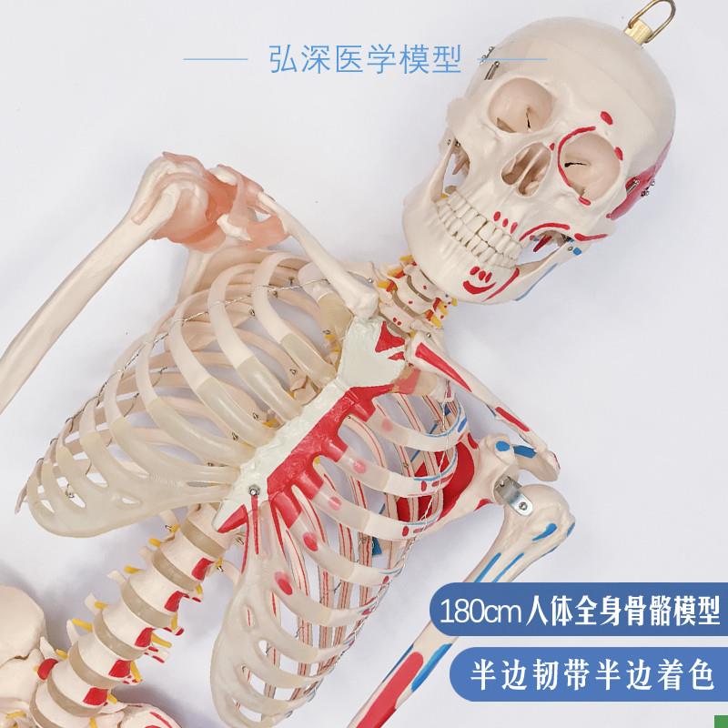 180人体d全身骨骼模型大骨架骷髅韧带肌肉起止点着色医学教学模具