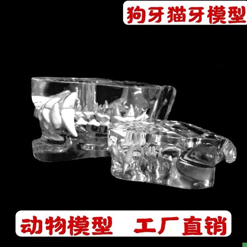 兽医宠物牙齿模型透明狗牙猫牙口腔犬G牙模教学演示动物仿真牙模