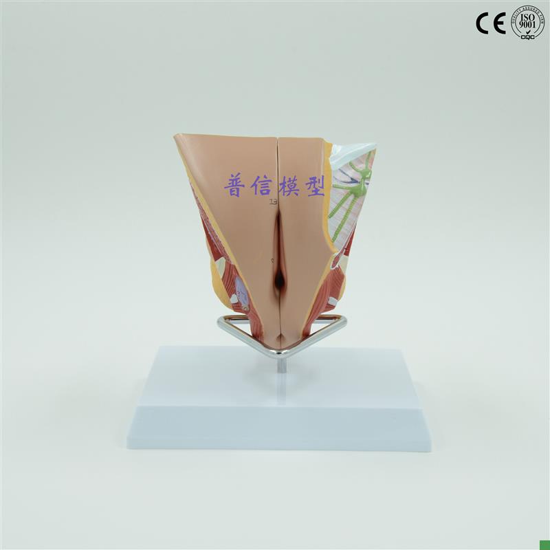 普信女性内外生殖器系统模型睾丸G模型计划生育用品子宫模型