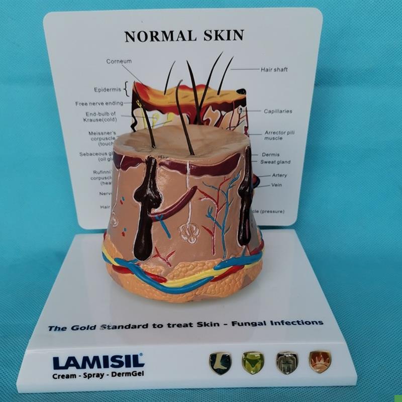 包邮人体皮肤放大解剖模型人体模型毛发毛囊结V构医用教学模型