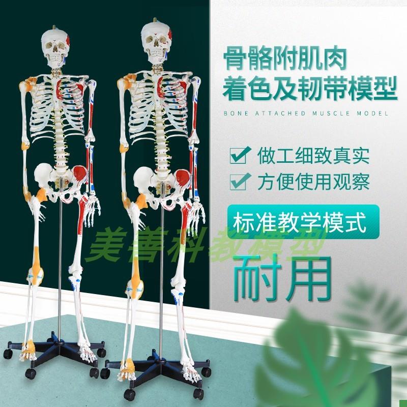 医用教学人体170CM骨骼附肌肉标识F韧带骨骼骨架模型塑料标本教学