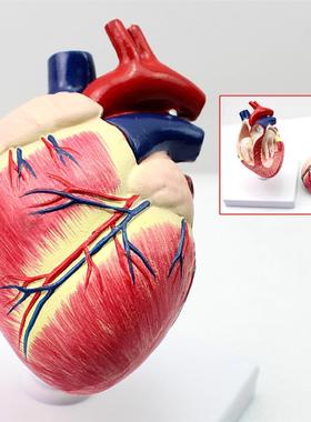 ENOVO颐诺医学畜牧学狗w心脏模狗解剖器官兽动物解剖宠物模型
