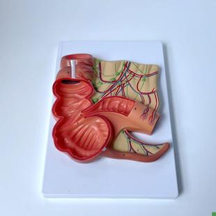 盲肠模型阑尾肠系膜淋巴结人体y消化道大肠小肠肛肠医院展示医患