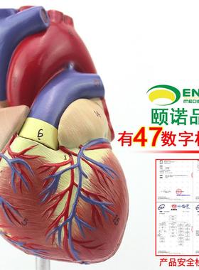 ENOVbO颐诺1:1人体心脏模型B超彩超声医学心内科心脏解剖教学冠状