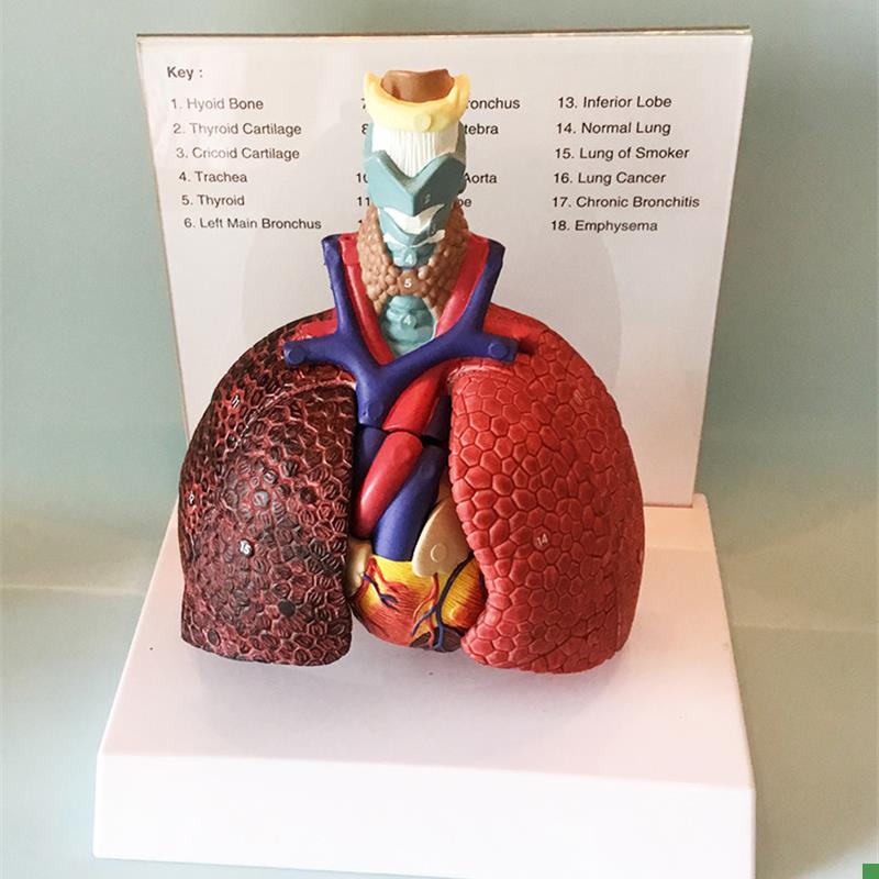 人体喉心肺c肺脏模型心脏喉管气管淋巴结医用胸外科教学厂家直销