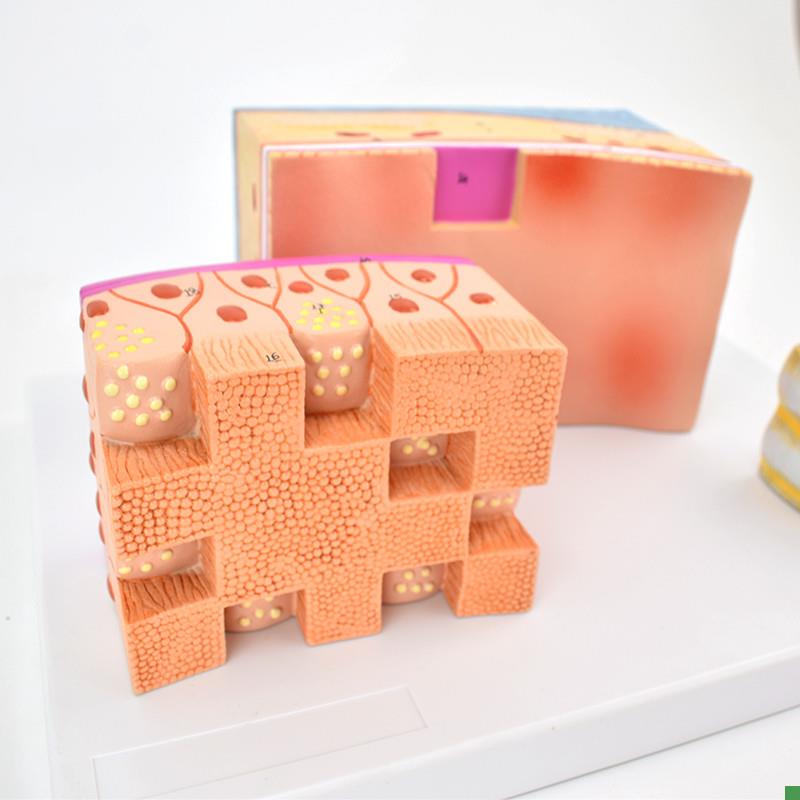 ENOVO颐诺人体气管解s剖结构模型气管壁喉解剖医学音乐教学学习喉