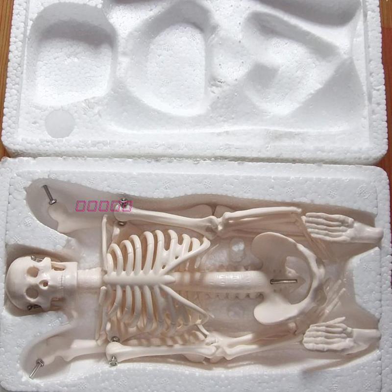 45CMc人体骨骼模型骨架教学模型人骨标本教具素描模型