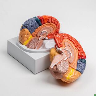 康泰教学模型大脑功能区额叶小脑血管神J经1比1仿真医用解剖模具