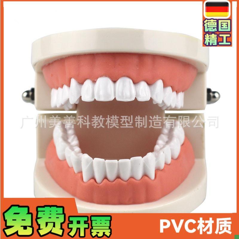 牙齿模型教学模型牙科材料口腔材料假牙模N型口腔模型儿童幼儿园