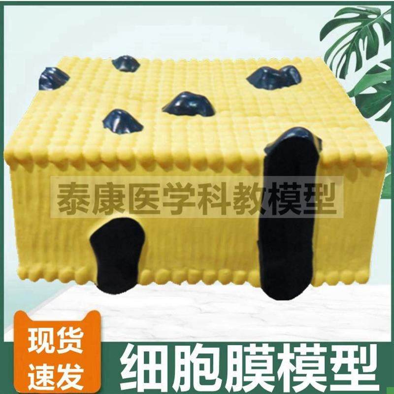 细胞膜模型生物课配套用动物细胞植物细胞对比细胞核W叶绿体细胞