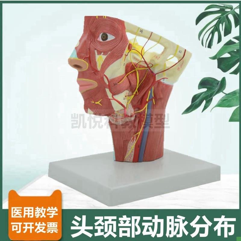面部血管分布模型颈部c动脉深浅肌肉静脉12对脑神经颅牙科医美整