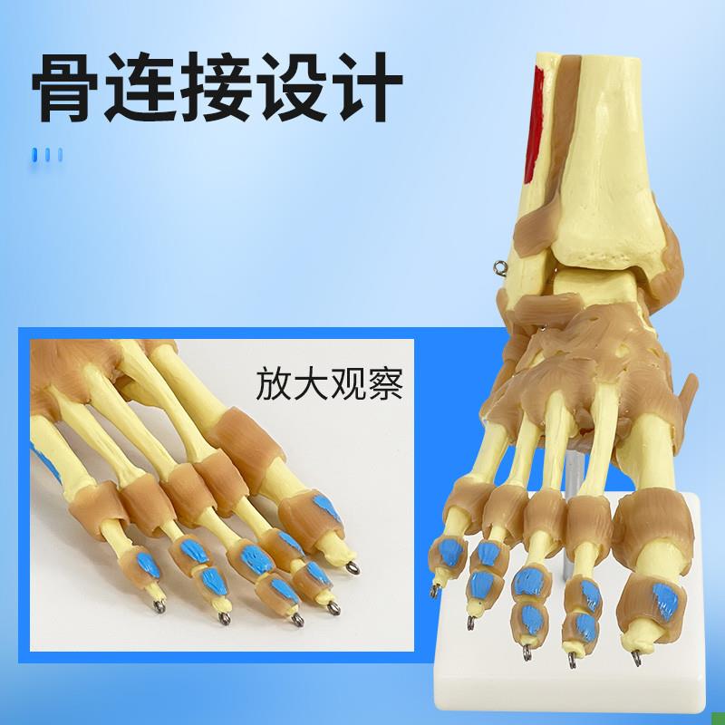 自然大脚关节骨骼韧带肌肉着色模型脚I关节功能模型附肌肉起止点