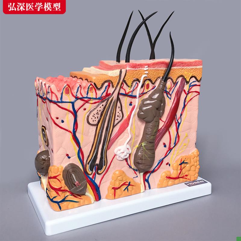 皮肤模型人体毛囊汗腺结构放大70倍毛H发生长立体层次美容教学模