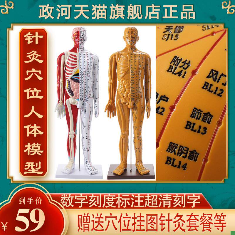政河针灸穴位人体模型人r扎针练习小铜人穴位图全身中医十二小皮