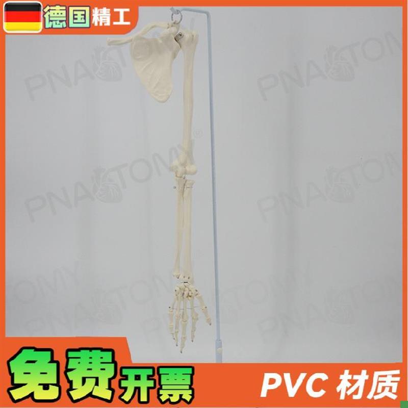 德国】人体上肢骨胳膊手臂骨锁z骨肩胛骨肱骨尺骨桡骨骨骼模型骨