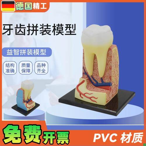 德国】拼装玩具人体牙齿拼v装模型器官解剖模型医学教学DIY科教