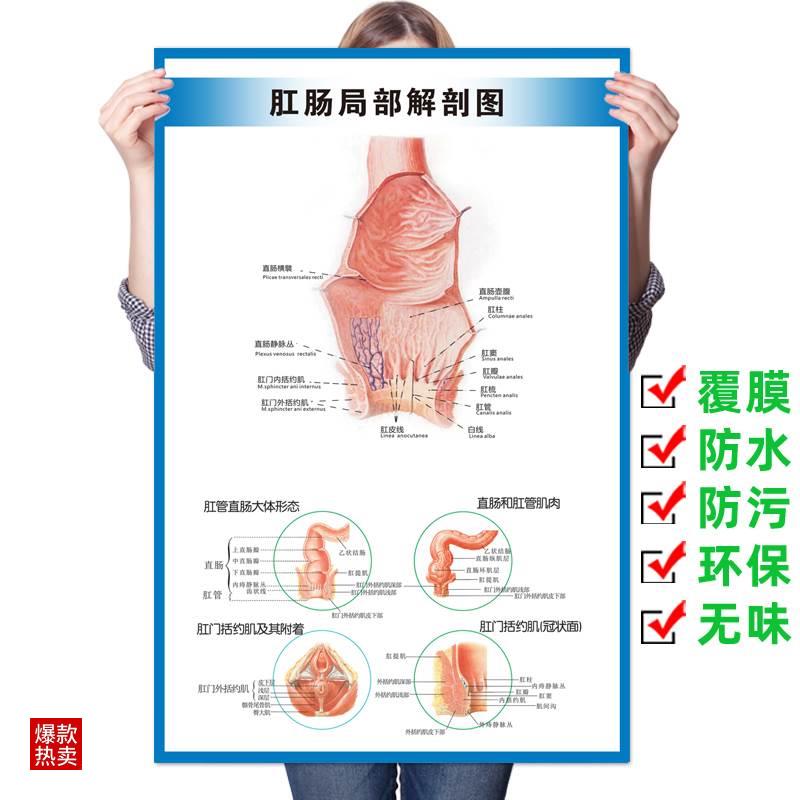 肛门直肠局部解剖图医学宣传海报人体器官解剖图医院痔疮肛肠疾病
