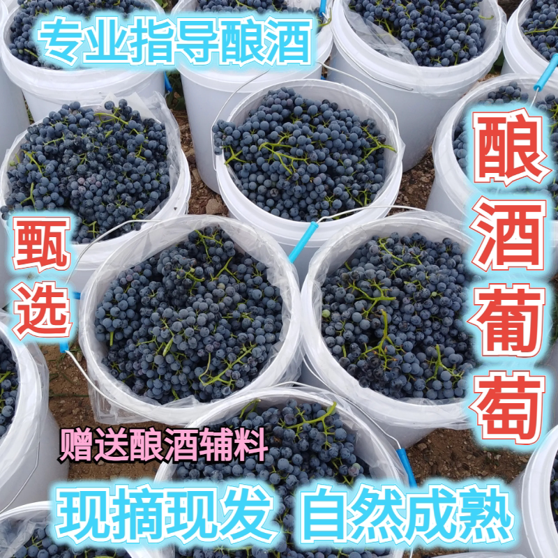 宁夏产区赤霞珠自酿酒葡萄20斤装现摘新鲜酒庄级赤霞珠葡萄晚熟