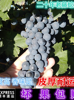 赤霞珠蛇龙珠宁夏东麓产区新鲜