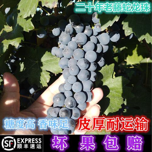 赤霞珠蛇龙珠宁夏东麓产区新鲜