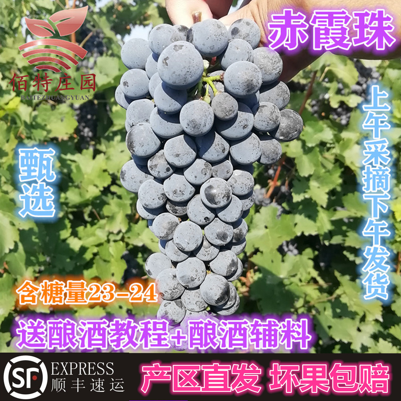 宁夏产区现摘现发酿酒葡萄新鲜20斤装自酿酿酒葡萄赤霞珠晚熟美乐