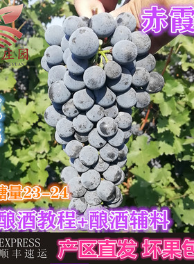 产地直发现摘现发赤霞珠新鲜宁夏