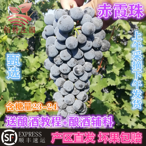 产地直发现摘现发赤霞珠新鲜宁夏