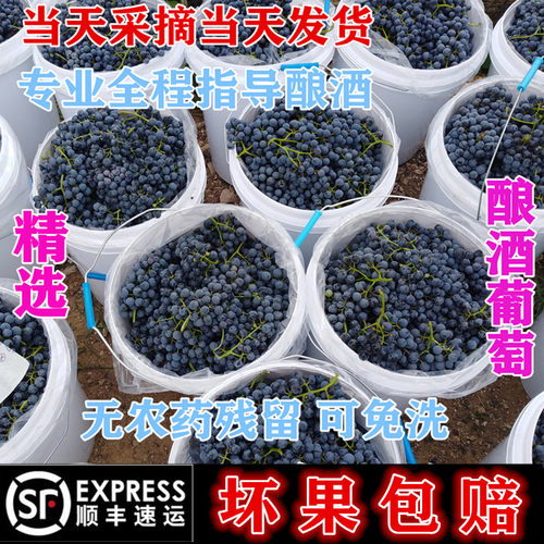 山东产区酿酒葡萄新鲜蓝莓葡萄